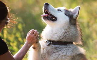 Essential Daily Pet Care Tips: Keep Your Pet Healthy, Happy & Loved