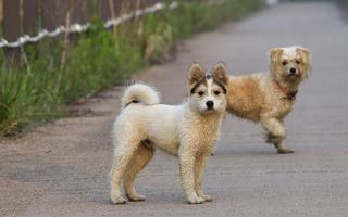 Healing After Pet Loss: Embracing Change and Finding Grace