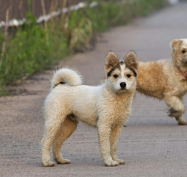 Healing After Pet Loss: Embracing Change and Finding Grace