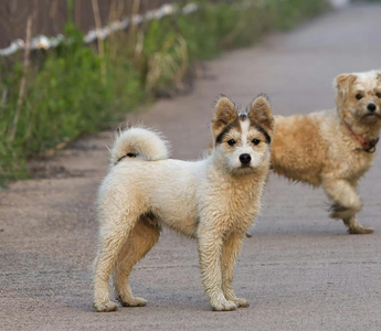 Two small, fluffy dogs on a path. One is light beige, the other is a cream color.