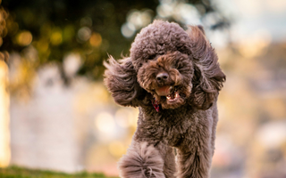 Coping with Sudden Pet Loss: Healing from Grief and Trauma