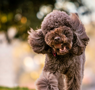 Coping with Sudden Pet Loss: Healing from Grief and Trauma