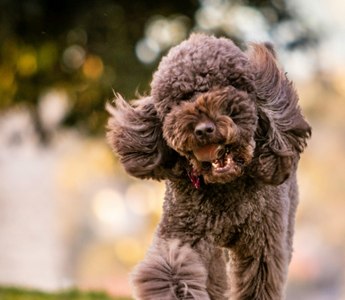 Brown Standard Poodle running playfully outdoors