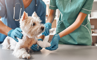 Recognizing Dog Wound Symptoms and Effective Treatment Methods