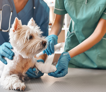 Veterinarians bandaging a West Highland White Terrier's leg.