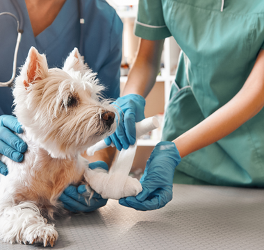 Veterinarians bandaging a West Highland White Terrier's leg.