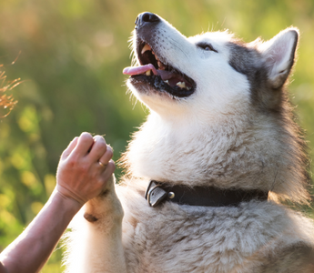 Happy Alaskan Malamute dog giving paw to woman outdoors