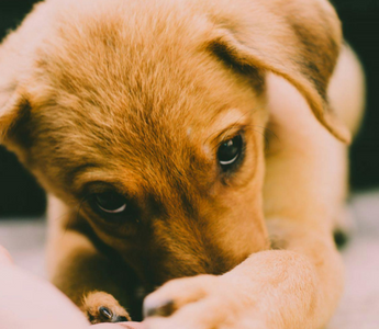 Healing from Deep Loss: Finding Comfort After Losing Loved Ones and a Cherished Pet