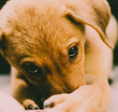 Healing from Deep Loss: Finding Comfort After Losing Loved Ones and a Cherished Pet