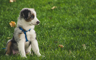 Adorable Australian Shepherd puppy sitting in the grass