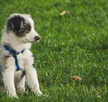 Adorable Australian Shepherd puppy sitting in the grass