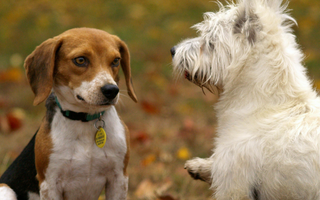 Beagle and West Highland White Terrier facing each other outdoors.