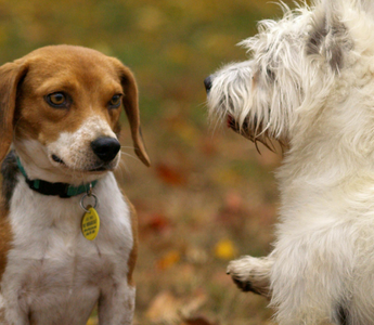 Beagle and West Highland White Terrier facing each other outdoors.
