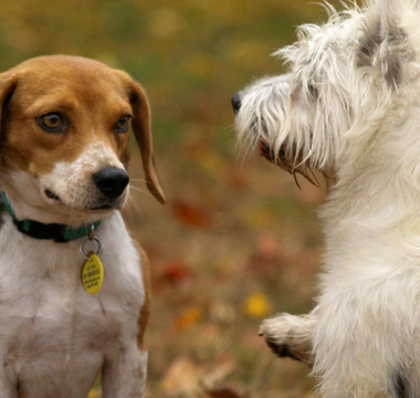 Beagle and West Highland White Terrier facing each other outdoors.
