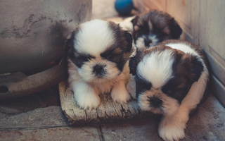 Three adorable Shih Tzu puppies huddled together