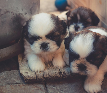 Three adorable Shih Tzu puppies huddled together