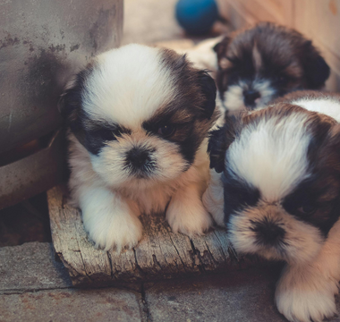 Three adorable Shih Tzu puppies huddled together