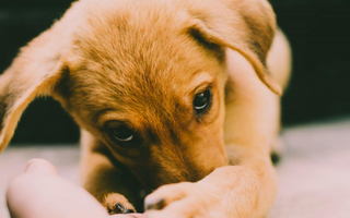 Adorable golden puppy playing gently with a person's hand.