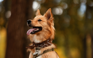 Soothing Stiff Necks in Pets: Relief with the NYP Gina Chakra Mat