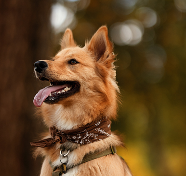 Soothing Stiff Necks in Pets: Relief with the NYP Gina Chakra Mat