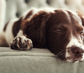 Restful Nights for Pets: How the NYP Oliver Chakra Healing Mat Enhances Sleep with Natural Frequencies