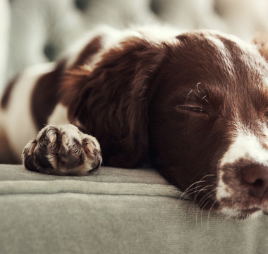 Restful Nights for Pets: How the NYP Oliver Chakra Healing Mat Enhances Sleep with Natural Frequencies