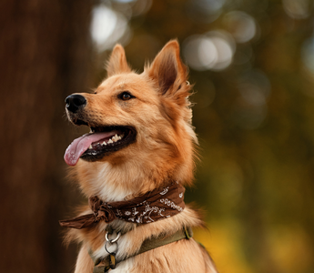 Happy golden dog wearing a bandana outdoors