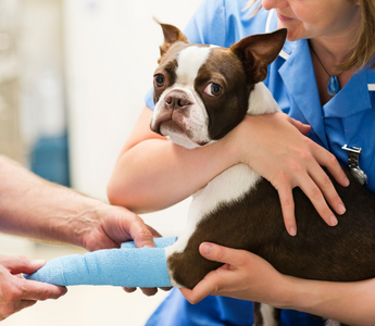 Veterinary technician bandaging a Boston Terrier's leg.