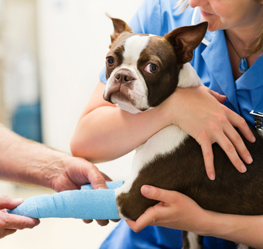 Veterinary technician bandaging a Boston Terrier's leg.