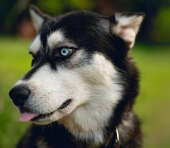 Close-up of a black and white Siberian Husky with striking blue eyes, tongue out.