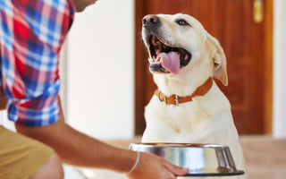 Is Your Dog at Risk of High Cholesterol?