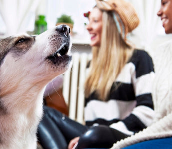 Husky dog looking up at three smiling women