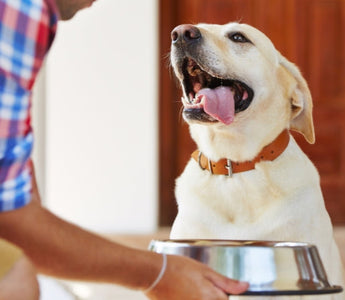 Happy yellow Labrador retriever anticipating food from its owner.