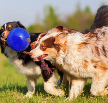 Common Behavioral Problems in Dogs and How to Address Them