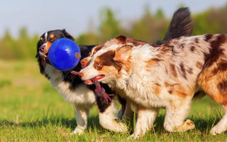 Two Australian Shepherd dogs playing tug-of-war with a blue ball and rope toy in a grassy field.