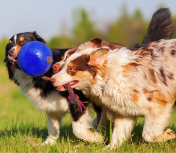 Two Australian Shepherd dogs playing tug-of-war with a blue ball and rope toy in a grassy field.