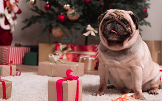 Adorable pug dog sitting amidst Christmas presents and a decorated tree.