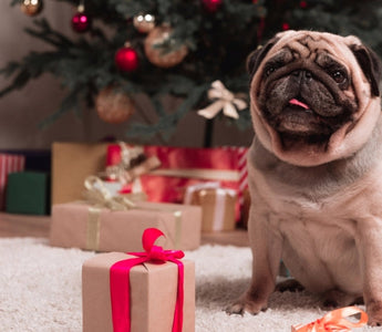 Adorable pug dog sitting amidst Christmas presents and a decorated tree.