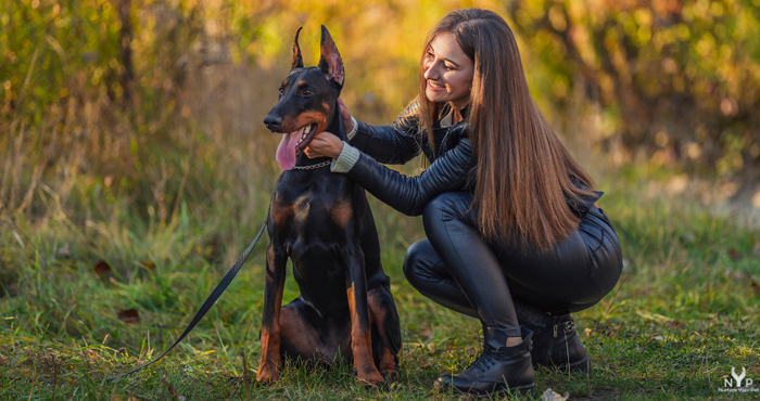 Taming Dog Aggression: Simple Strategies for a Peaceful Home