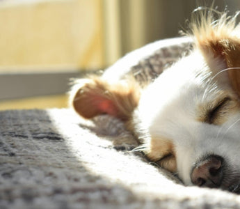 A small, fluffy dog naps peacefully on a soft blanket in the sun.