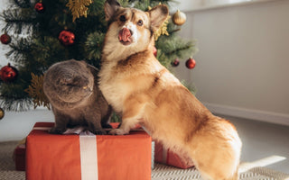 Corgi dog and Scottish Fold cat sitting on a Christmas present