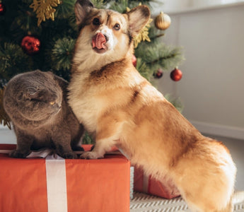 Corgi dog and Scottish Fold cat sitting on a Christmas present