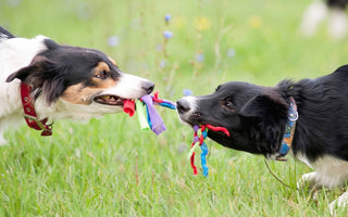Two Border Collies playfully tug on a colorful rope toy in a grassy field.