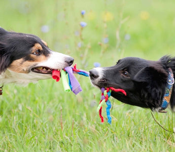Two Border Collies playfully tug on a colorful rope toy in a grassy field.