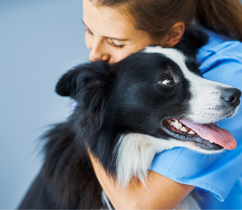 Veterinarian hugging a happy border collie dog