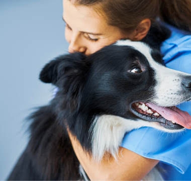 Veterinarian hugging a happy border collie dog