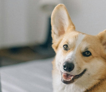Happy Pembroke Welsh Corgi dog