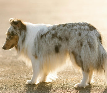 Dealing with Unsupportive Friends After Losing a Pet