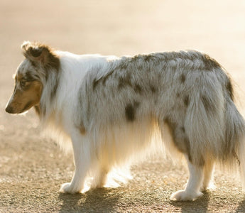 Blue merle Shetland Sheepdog standing outdoors in sunlight