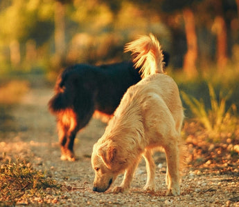 Two dogs on a path, one golden retriever sniffing the ground, the other a black dog in the background.